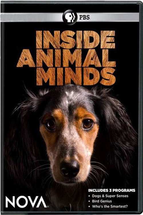 دانلود مستند Inside Animal Minds: Who’s the Smartest 2014