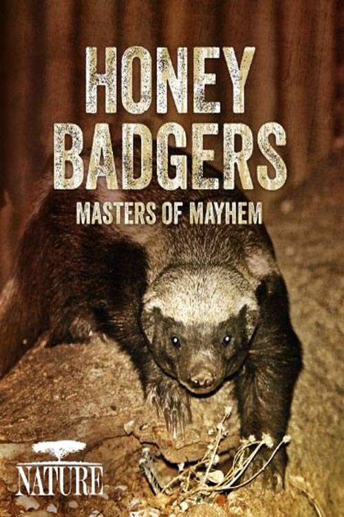 دانلود مستند Honey Badgers: Masters of Mayhem 2014