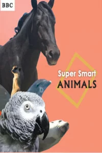 دانلود مستند Super Smart Animals 2012