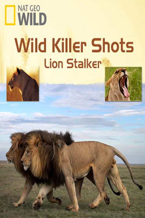 دانلود مستند Wild Killer Shots: Lion Stalker 2013